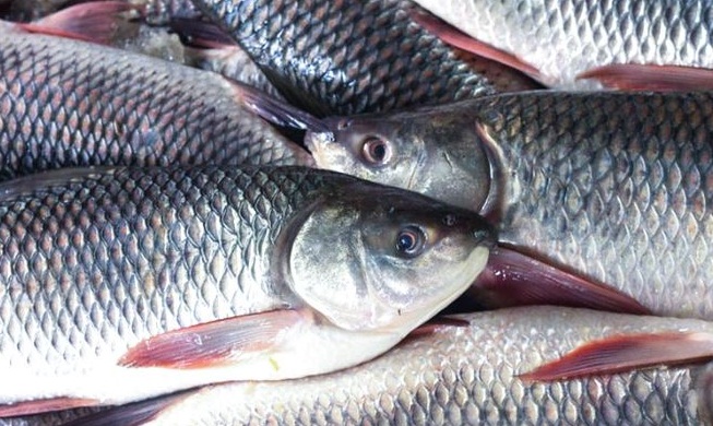 मछली के शिकार पर दो महीने रोक