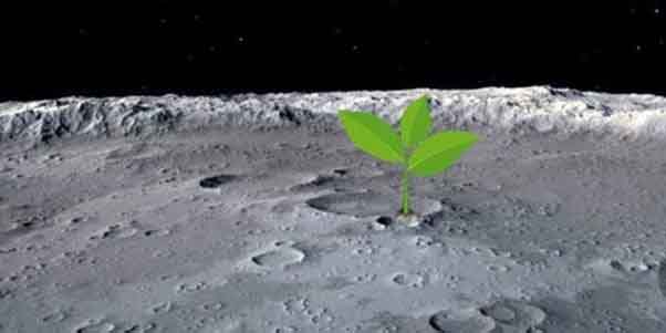 चांद पर सबसे पहले कौन सा पौधा उगाया गया?